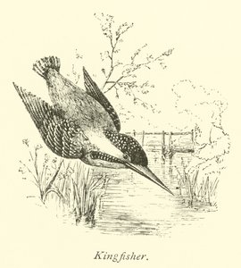 Kingfisher av English School
