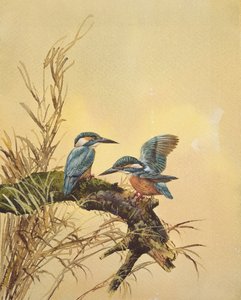 Kingfishers, ca. 1890 (wc på papir) av English School