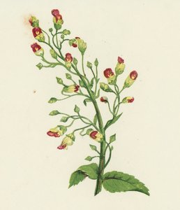 Knutet fikenurt, Scrophularia Nodosa (fargelitografi) av English School