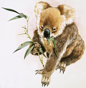 Koala av English School