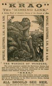 Krao, The Missing Link, utstilt på Aquarium, Westminster, London, i 1887 av English School
