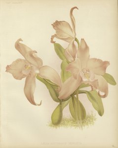 Laelia autumnalis av English School