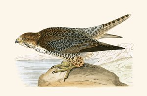 Lanner Falcon, illustrasjon fra 