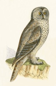 Lap Owl, illustrasjon fra 