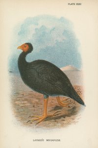 Layards Megapode av English School