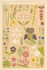 Blader og blomster fra naturen av English School
