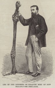 Leg of the Dinornis, eller Gigantic Bird of New Zealand (gravering) av English School
