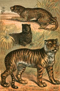 Leopard, Black Panther og Tiger av English School