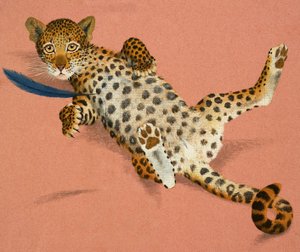 Leopardunge av English School