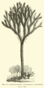 Lepidodendron Sternbergh, restaurert av English School
