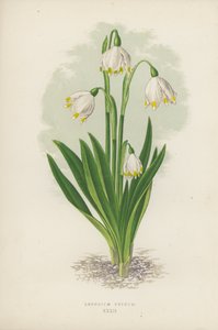 Leucojum Vernum (farge litho) av English School