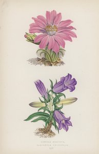 Lewisia Rediviva; Campanula Longifolia (farge litho) av English School