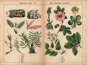 Lav, sopp, alger, mose, bregne, gress, palme, orkide, rose, auricula, klematis og eik. , fra "The Instructive Picture Book, or Lessons from the Vegetable World," [Charlotte Mary Yonge], Edinburgh av English School