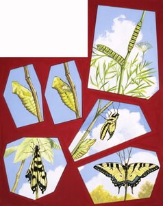 Sommerfuglens livssyklus av English School