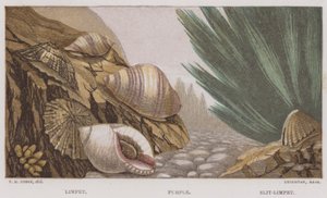 Limpet, Lilla, Slit-Limpet (farge litho) av English School