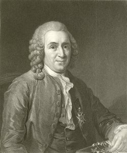 Linné av English School