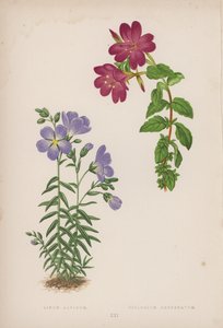 Alpelin; Epilobium Obcordatum (fargelitografi) av English School