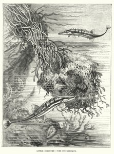 Små byggmestere, Sticklebacken (gravering) av English School