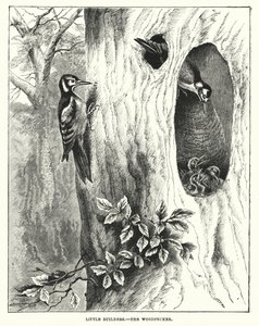 Små byggmestere, hakkespetten (gravering) av English School