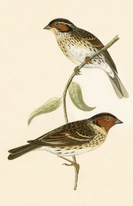 Little Bunting, illustrasjon fra 
