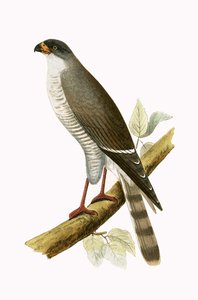 Little Red Billed Hawk, illustrasjon fra 
