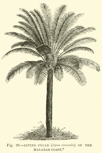 Levende Cycad (Cycas circinalis) på Malabarkysten av English School