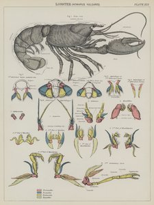 Hummer, Homarus Vulgaris (fargelitografi) av English School