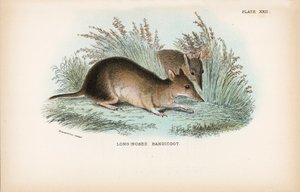 Lang-Nesed Bandicoot av English School