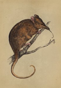 Langnasiger Tarsipes