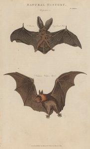 Langøret flaggermus og vampyrflaggermus (farget gravering) av English School