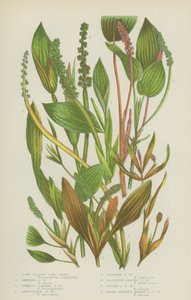 Long Leaved Pond Weed, Shining Pond Weed, Diverse Leaved Pond Weed, Lanceolate Pond Weed (farge litho) av English School