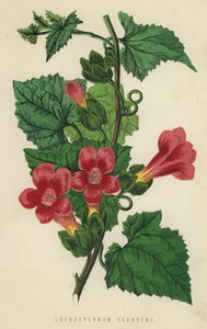 Lophospermum Scandens (chromolith) av English School
