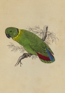 Love Bird (farge litho) av English School