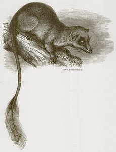 Lowes Ptilocercus, illustrasjon fra Cassells Natural History av English School