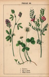 Lucerne, tara eller vikker, og hvitkløver  , fra "The Instructive Picturebook, or Lessons from the Vegetable World," [Charlotte Mary Yonge], Edinburgh av English School