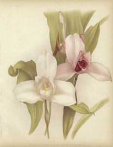 Lycaste skinneri og hvit variant