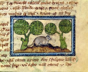 MS 379 f.12r En katt som huker seg på en jordhaug, detalj fra et bestiarium, engelsk av English School