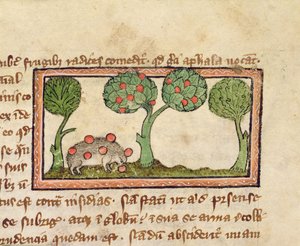 MS 379 f.13r Et pinnsvin som plukker epler, detalj fra et bestiarium, engelsk av English School