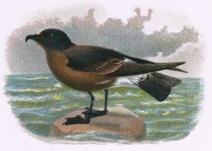 Petrel ved