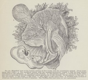 Forstørret visning av det menneskelige embryoet på fire uker, med membranene åpnet (gravering) av English School