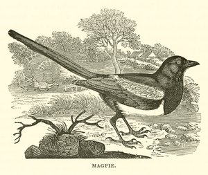 Magpie (gravering) av English School