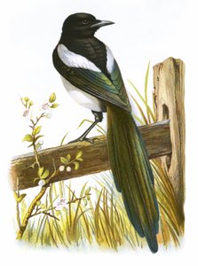 skjære