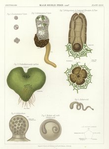 Mannskjoldbregne av English School