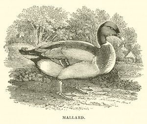 Mallard (gravering) av English School