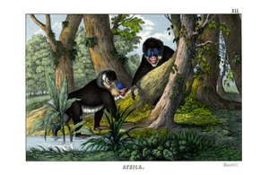 Mandrill av English School