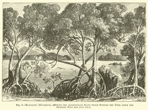 Mangrove (Rhizophora), som viser adventitious røttene som støtter treet etter at den opprinnelige roten har dødd bort av English School