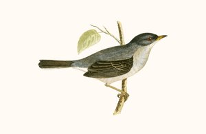 Marmora's Warbler, illustrasjon fra 'A History of the Birds of Europe Not Observed in the British Isles' av Charles Robert Bree (1811-86), utgitt 1867 av English School