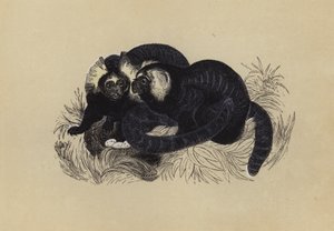 Marmozet (farge litho) av English School