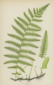 Marsh Fern (farge litho) av English School