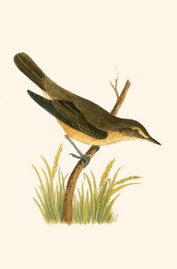 Marsh Warbler, illustrasjon fra 
